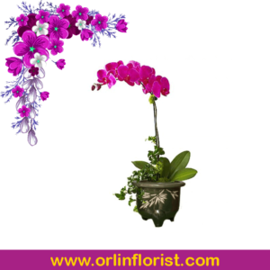 bunga anggrek jakarta