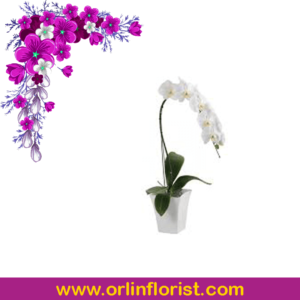 jual bunga anggrek jakarta