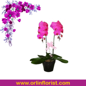 toko bunga anggrek jakarta