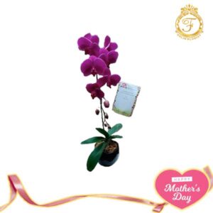 Bunga Anggrek Hari Ibu-001