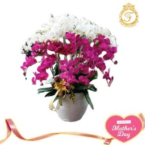Bunga Anggrek Hari Ibu-003