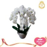 Bunga Anggrek Hari Ibu-006