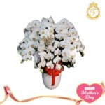 Bunga Anggrek Hari Ibu-007