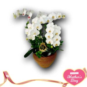 Anggrek Spesial Hari Ibu AGR-01