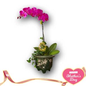 Anggrek Spesial Hari Ibu AGR-03