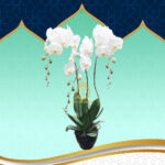 Bunga Anggrek AGRL-007