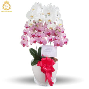 Bunga Anggrek Pelantikan OBAP-002
